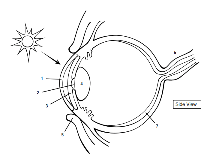 Labeling the Eye Quiz