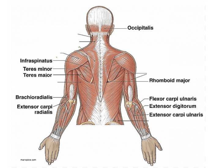 Muscles Of The Posterior Upper Body Quiz