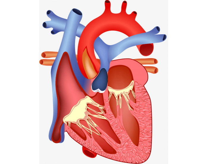 ANATOMIA INTERNA DO CORAÇÃO Quiz