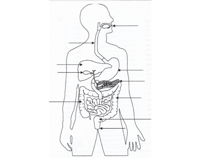 Label the Digestive System - Easy Level Quiz