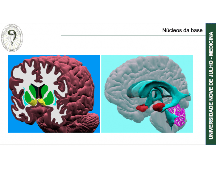 Núcleos da base Quiz