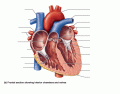 Jessiejrg Gross Anatomy of the Heart