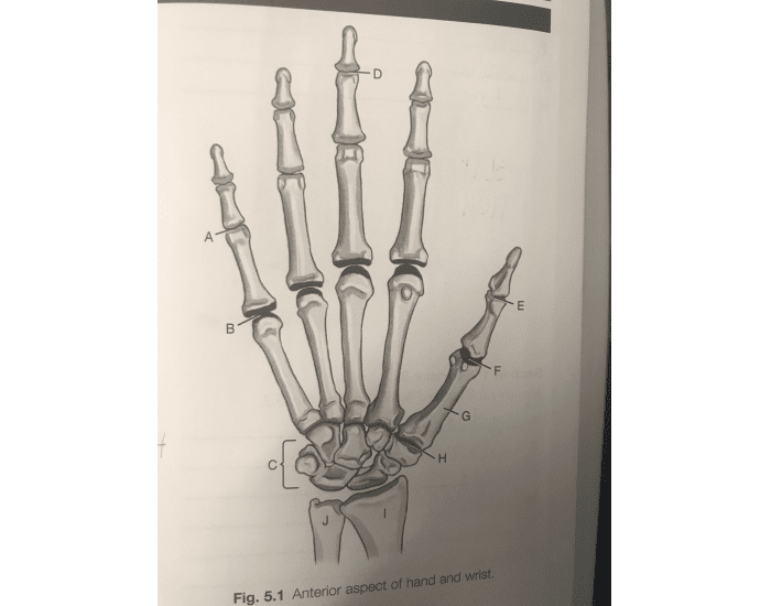 Lab Write Hands Label Hand labeling Quiz
