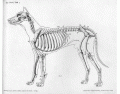 Internal Dog Anatomy