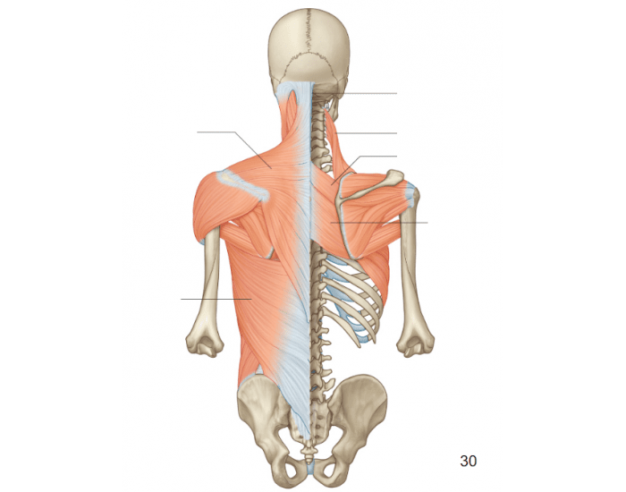 Anatomy of back muscles 1 Quiz Biology Diagrams