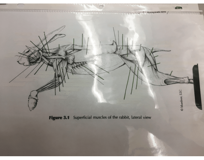 Superficial Rabbit Muscles, Lateral View Quiz