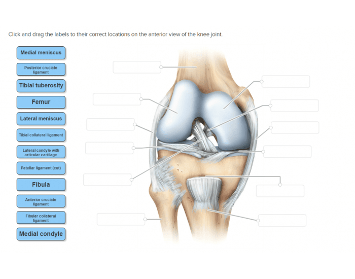 Anatomy of the Knee joint Quiz