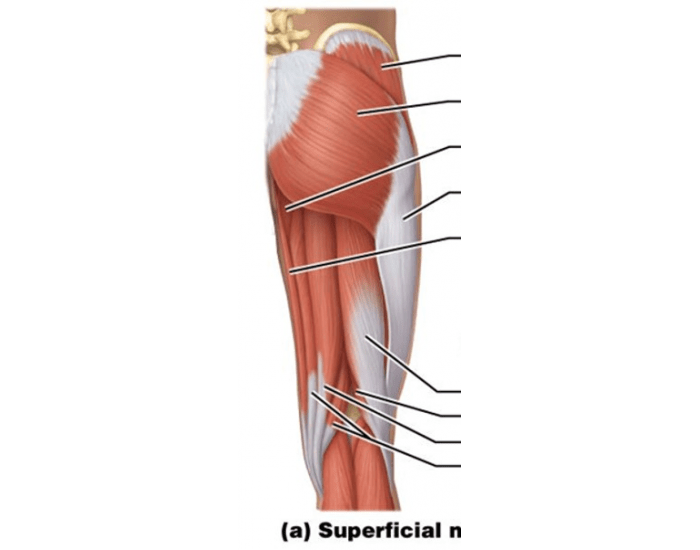 muscles of femur posterior — Printable Worksheet