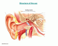 Structure of Human Ear-Anatomy