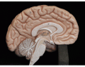 lateral cerebral hemisphere of brain 
