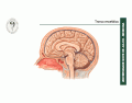 Tronco encefálico e IV ventrículo - Visão geral