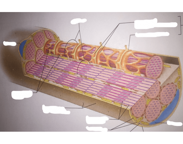 Muscle Fiber Model Fillable Label Worksheet.pdf Structures of Skeletal muscle fiber — Printable Worksheet