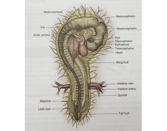 Chick Cell 72 Hour Chick Embryo — Printable Worksheet