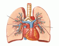 Artérias e Veias Pulmonares