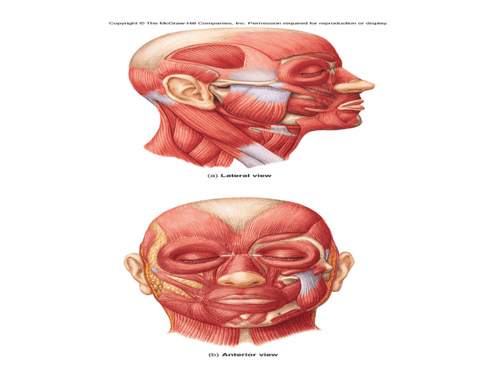 Human Muscle Identification Quiz