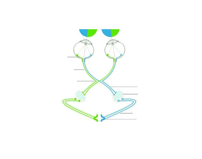 Basic Visual Pathway Quiz