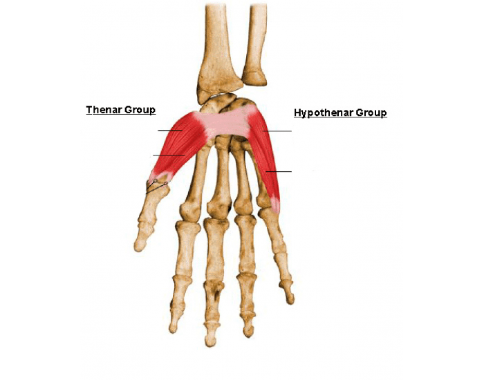Tenar Hand Thenar and Hypothenar Muscles Quiz
