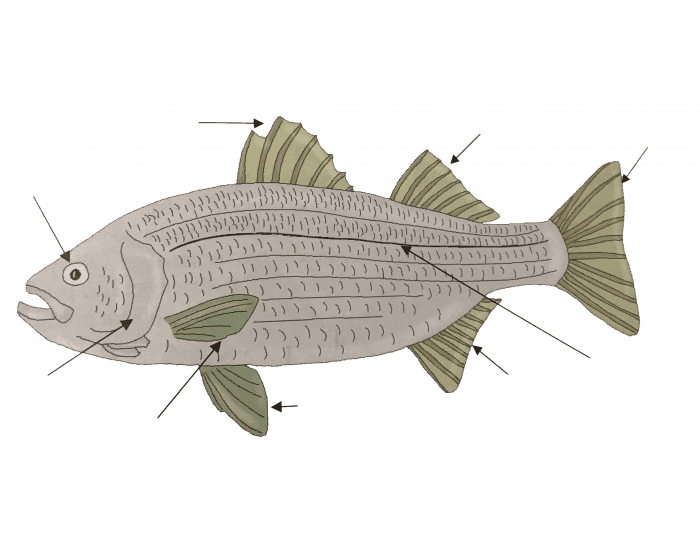 bony fish anatomy