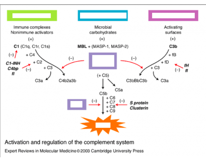 Complement Pathway Ifn complement pathway Quiz
