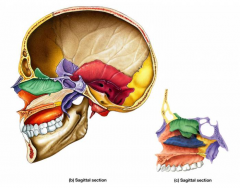 The Adult Skull... Sagittal section