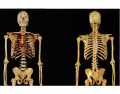 Your Upper Half... Skeleton Quiz