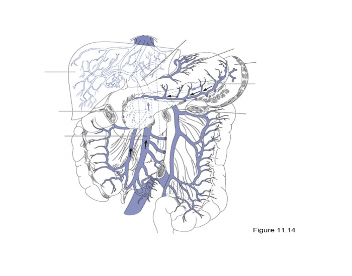Hepatic Portal Diagram Quiz Biology Diagrams