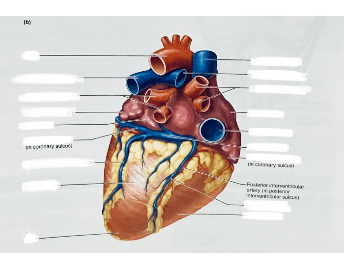 anatomy of heart external posterior view Quiz