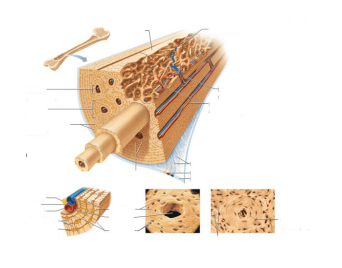 microscopic structure of bones