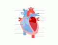 Heart Diagram Matching