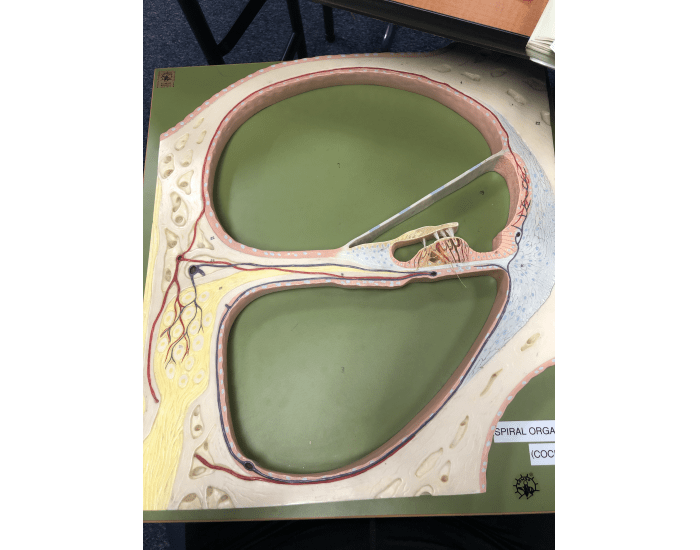 Cochlear Model Section cochlea cross section model Quiz