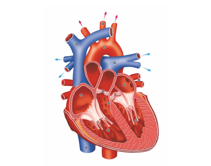 Internal Heart Anatomy - Honors Quiz