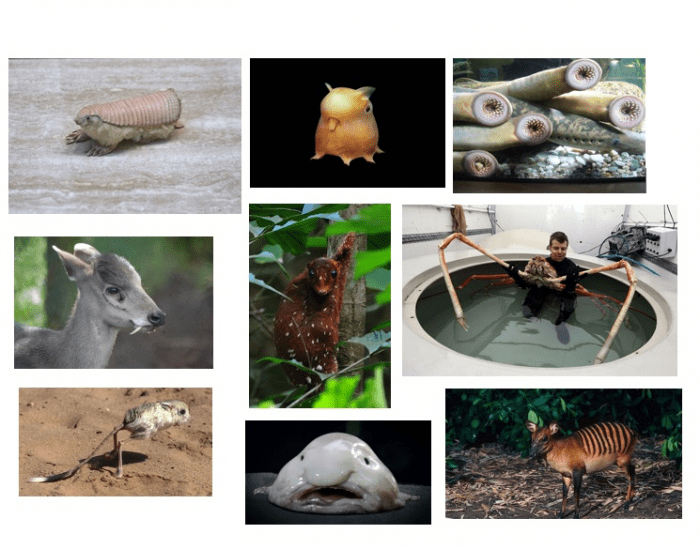 Guess The Weird Animals Quiz Guess The Weird Animals Quiz