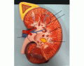 Can you label the Kidney