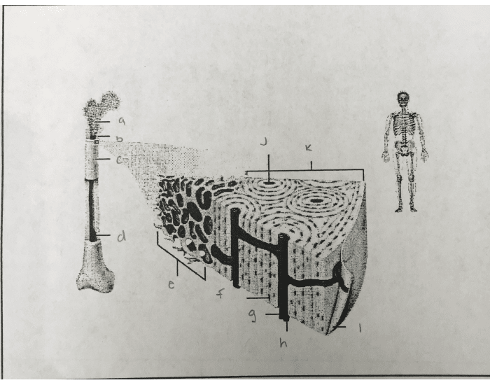 Structure of a Bone Quiz
