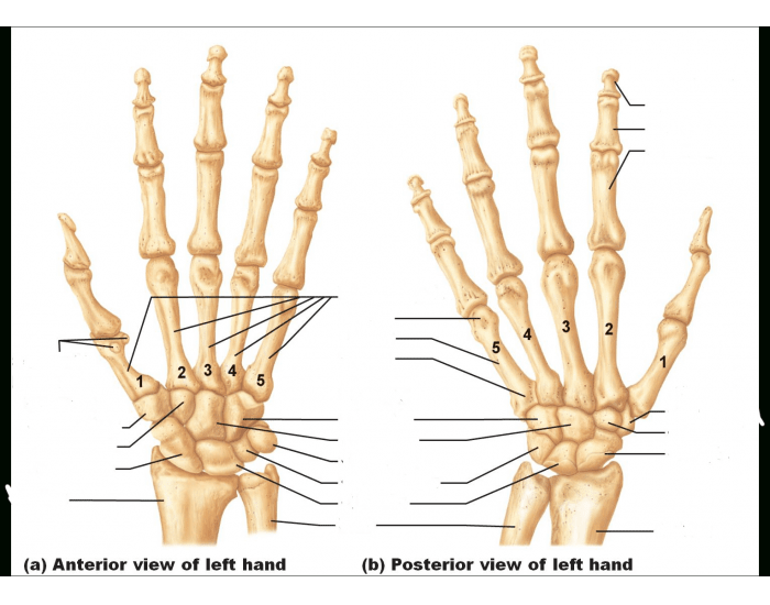 Wrist and Hand Bony Anatomy Quiz