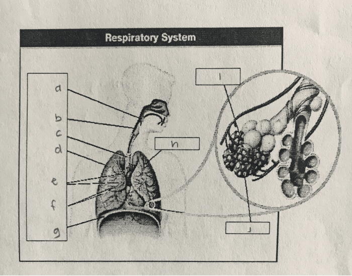 Structure of the Respiratory System Quiz