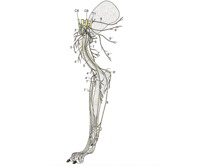 Dog Forelimb Nerve Innervation Quiz