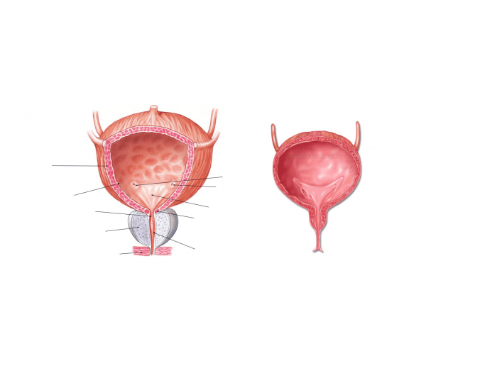 Bladder Game Bladder Quiz