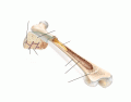 Anatomy of a Long Bone