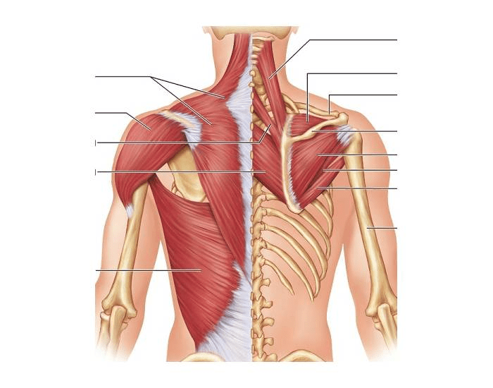 Back Muscle Labeling Quiz