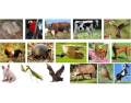 Animais, aves e insetos em Kaingang e Portugues