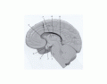 Brain Model 3