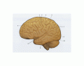Brain Model 1