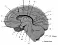 Brain Model 5