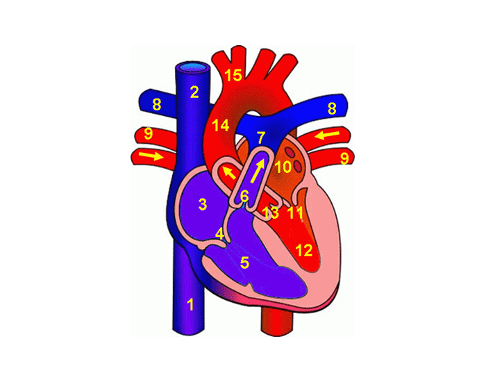 Heart Number Diagram Quiz