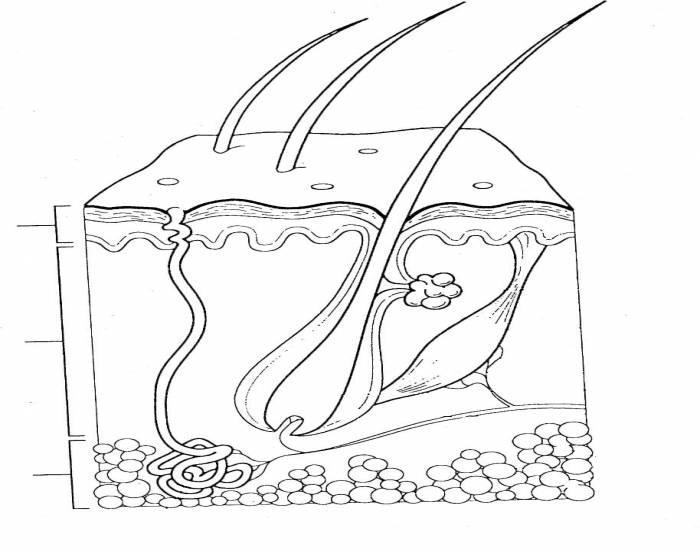Label Skin Diagram Worksheet Sketch Coloring Page
