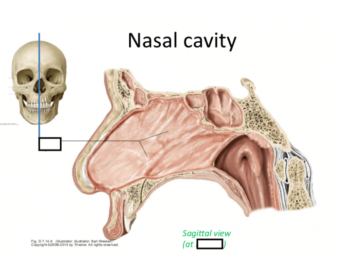 Nasal Cavity Sagittal View Quiz