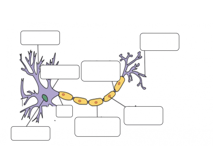 Parts of the Neuron Quiz