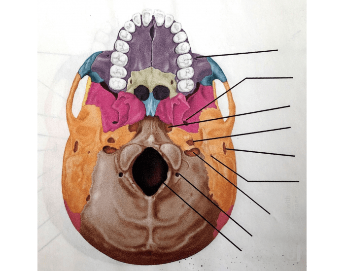 Skull Openings - Inferior View — Printable Worksheet