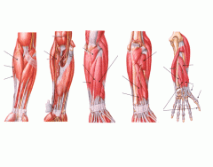 Músculos do antebraço (Grupos lateral e posterior)